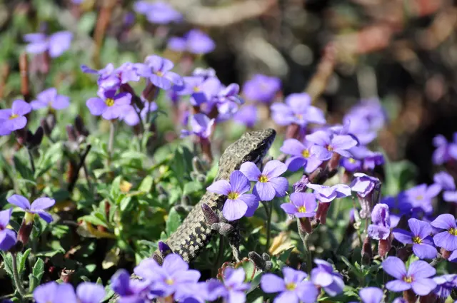 Auch eine Eidechse lugt neugierig aus den Blüten hervor. | Foto: Daniela Somers