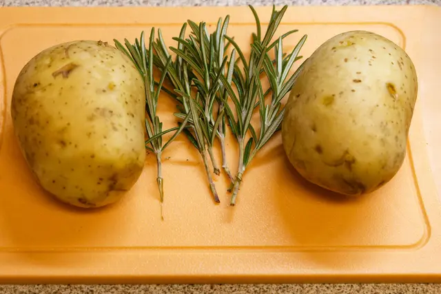 Die Rosmarin-Stiele sind noch nicht zugeschnitten! | Foto: WKY