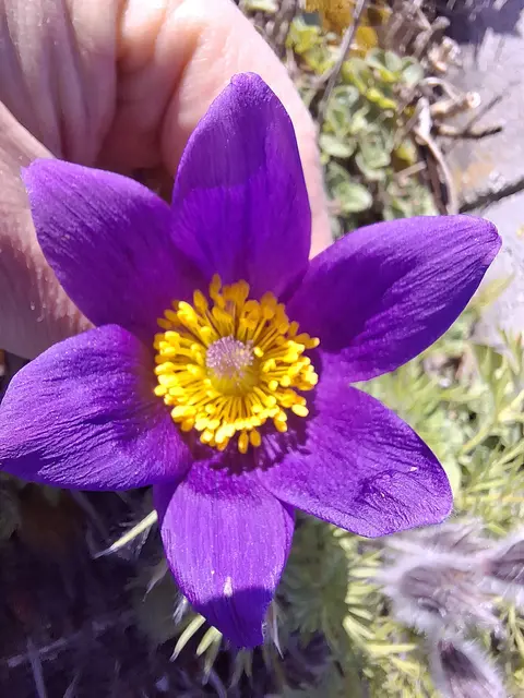 Küchenschelle | Foto: Norbert S.