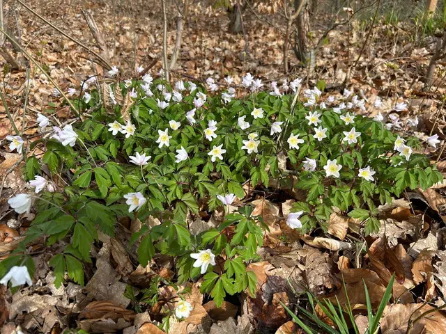 Waldanemonen die den Frühling einläuten | Foto: Marion Hendel