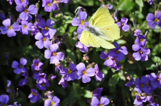 Zitronenfalter an Blaukissenblüten. | Foto: Daniela Somers