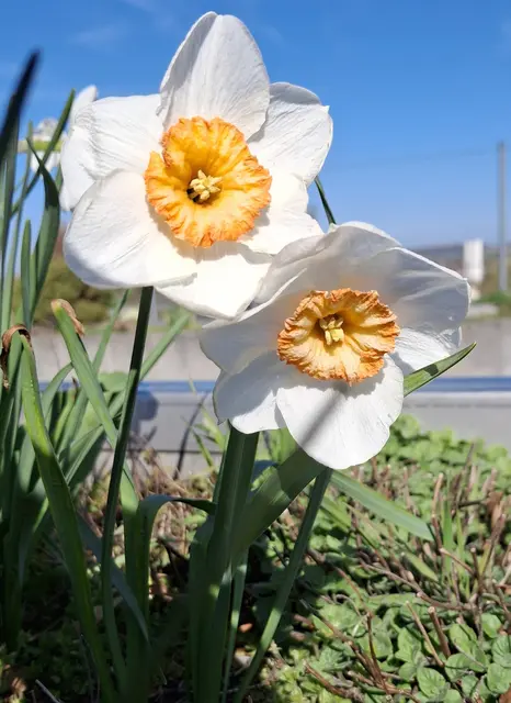 Osterglocken | Foto: Norbert S.