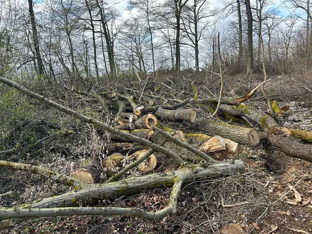 Hier ist für die Holzlosersteigerer noch viel zu tun | Foto: Marion Hendel