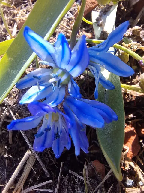 Sibirische Kegelblume (Puschkinie) | Foto: Norbert S.