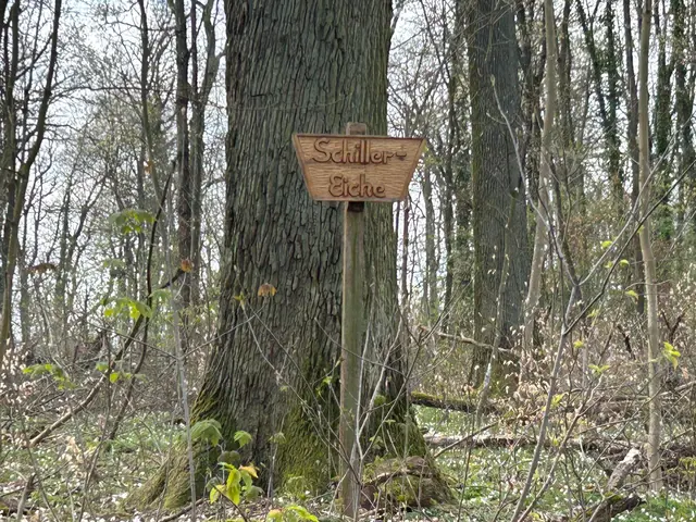 Die Schillereiche am Galgenberg erinnert an einen Aufenthalt des Dichters 1793 aus gesundheitlichen Gründen in Heilbronn
 | Foto: Marion Hendel