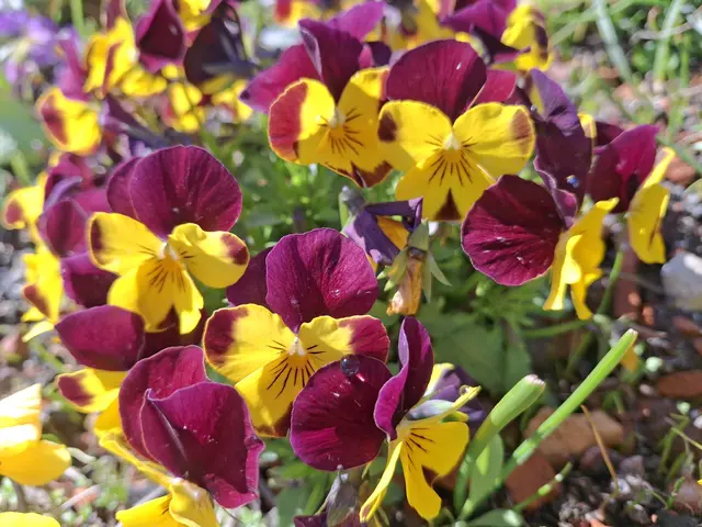 Hornveilchen | Foto: Norbert S.