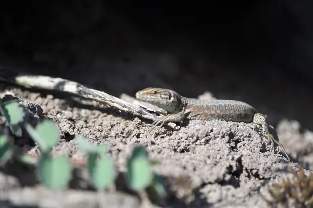 Überall auf unserem Weg sind nun die Eidechsen zu sehen. | Foto: Daniela Somers