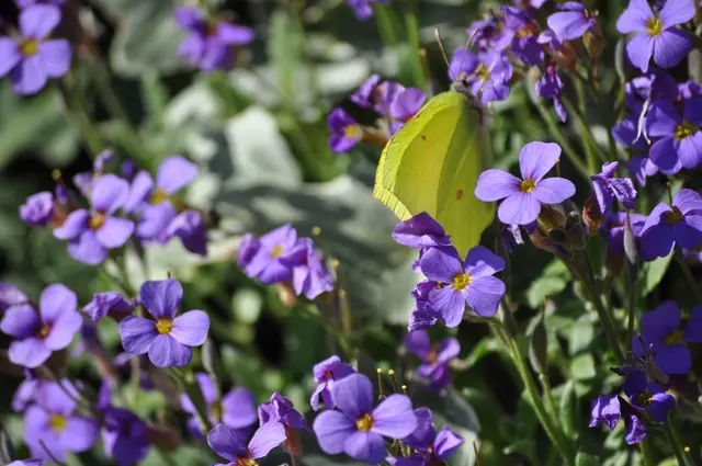 Meistens hatte der Zitronenfalter seine Flügel angeklappt. | Foto: Daniela Somers