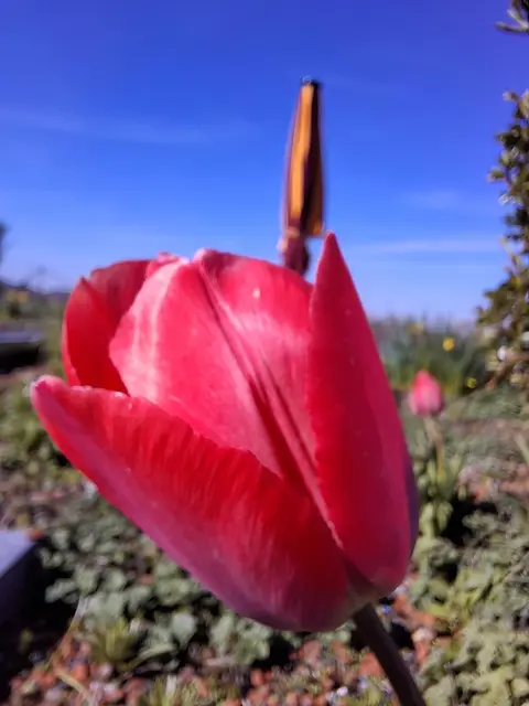 Tulpen auf dem Dachgarten | Foto: Norbert S.