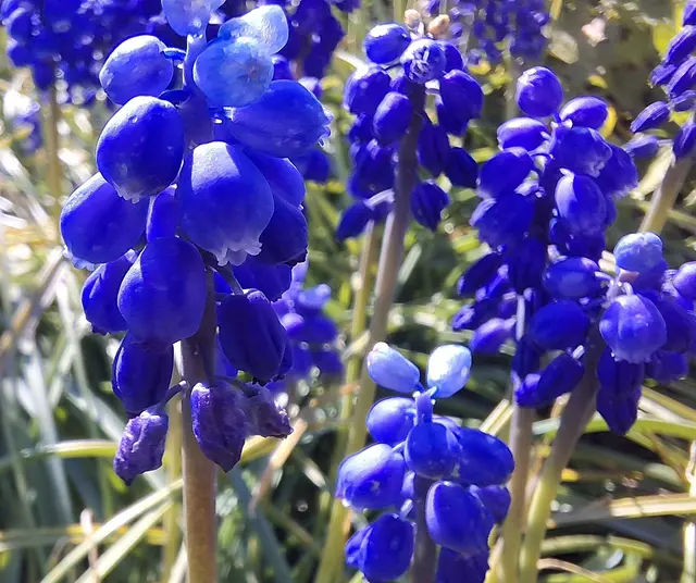 Foto: Norbert sanftmann