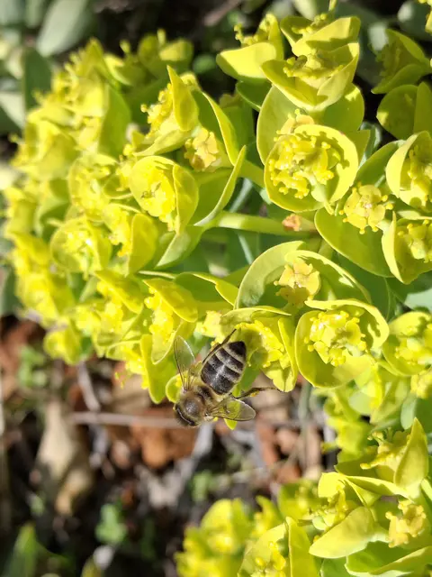Walzenwolfsmilch | Foto: Norbert S.