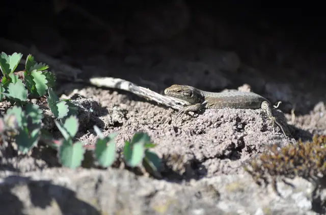 Sonnenbaden tut gut. | Foto: Daniela Somers