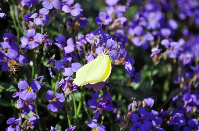 Falter und Bienchen finden die Blüten toll. | Foto: Daniela Somers