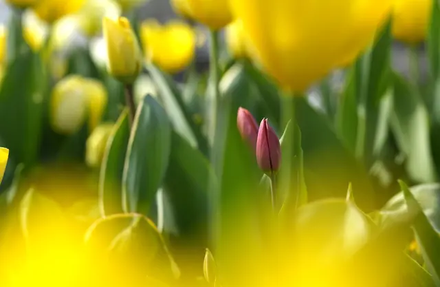 Foto: Moni Bordt