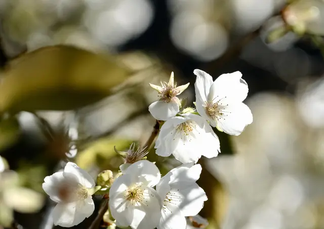 Nelken-Kirsche | Foto: ED