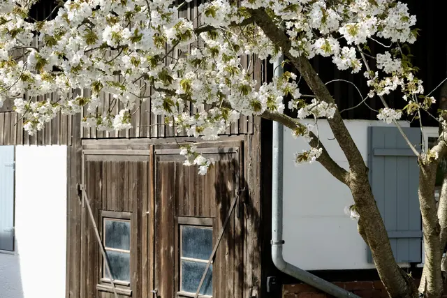 Nelken-Kirsche | Foto: ED