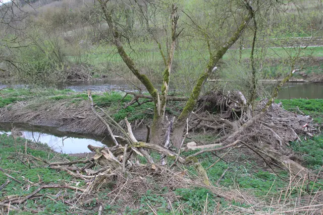 Abendspaziergang am Kocher | Foto: Ralf Röser