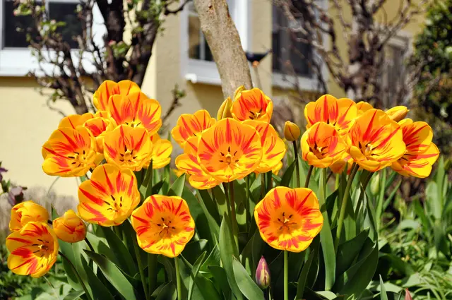 Der Wind hat die Tulpenpracht in eine Richtung gezwungen. Man denkt sie bewachen den Weg. | Foto: Daniela Somers