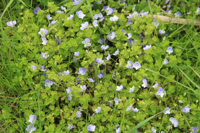 Abendspaziergang am Kocher | Foto: Ralf Röser