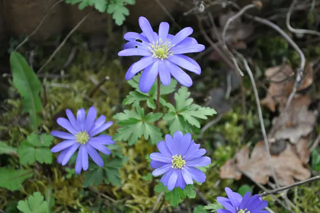 Balkan-Windröschen (Anemone blanda) gehören zu den Hahnenfußgewächsen und breiten sich mittlerweile in meinem Garten auch auf der Wiese aus. | Foto: Daniela Somers