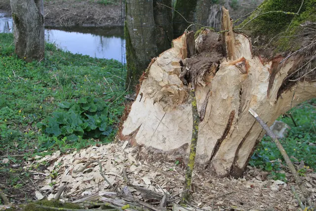 Abendspaziergang am Kocher | Foto: Ralf Röser