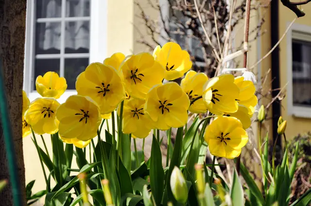 Tulpen, immer wieder schön. | Foto: Daniela Somers