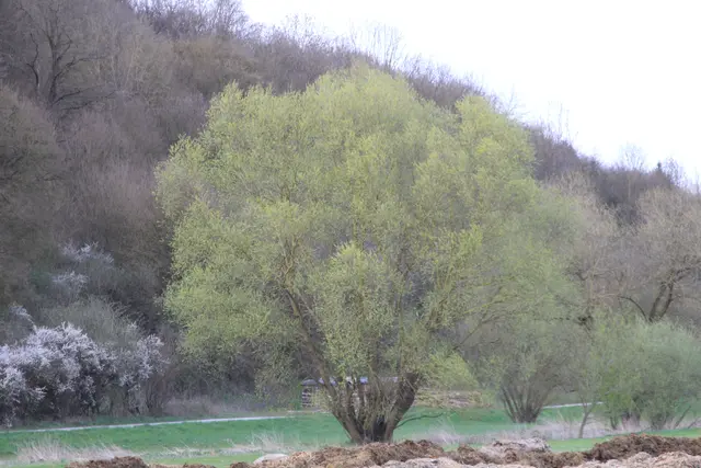 Abendspaziergang am Kocher | Foto: Ralf Röser
