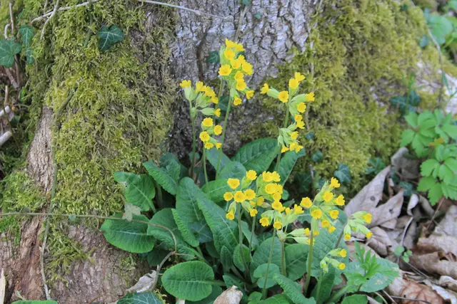 Abendspaziergang am Kocher | Foto: Ralf Röser