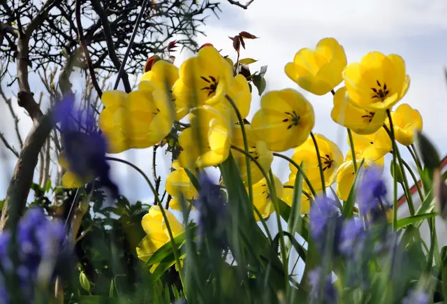 Tulpen mal aus einer anderen Perspektive. | Foto: Daniela Somers