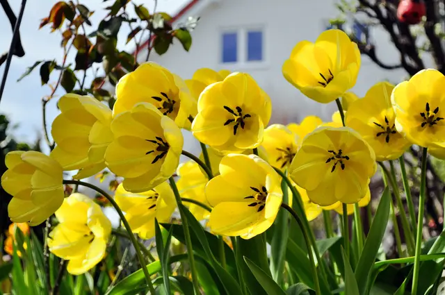 Die Tulpen wachsen in einem, vom Weg aus gesehen, erhöhten Beet. So sie haben alle auf den Weg geschaut und somit konnte ich sie gut fotografieren. | Foto: Daniela Somers