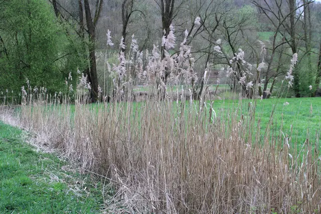 Abendspaziergang am Kocher | Foto: Ralf Röser