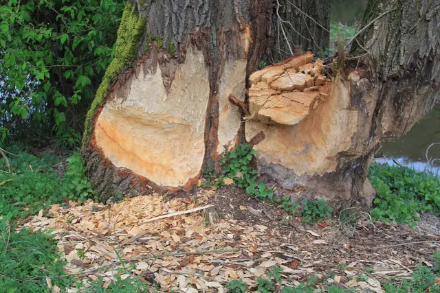 Abendspaziergang am Kocher | Foto: Ralf Röser