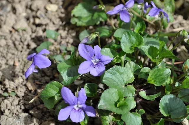 Auch die Veilchen blühen noch fleißig im Garten. | Foto: Daniela Somers