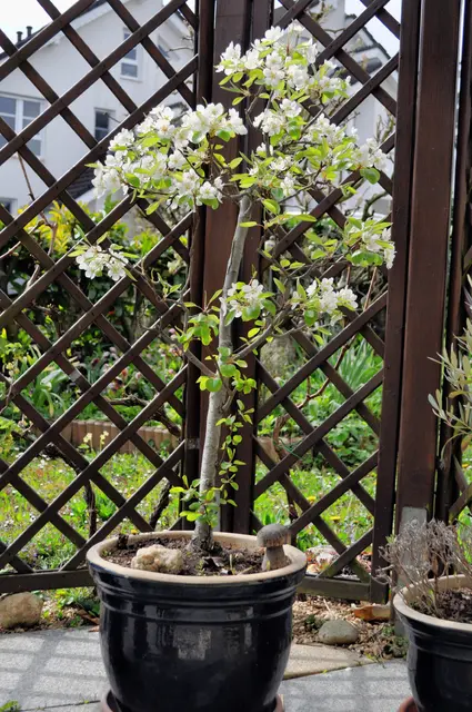 Der kleine Birnbaum ist in voller Blüte | Foto: Daniela Somers