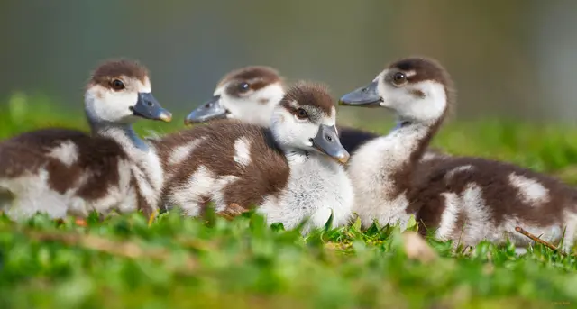 ...die kleinen Nilgänse ruhen sich aus... | Foto: Moni Bordt