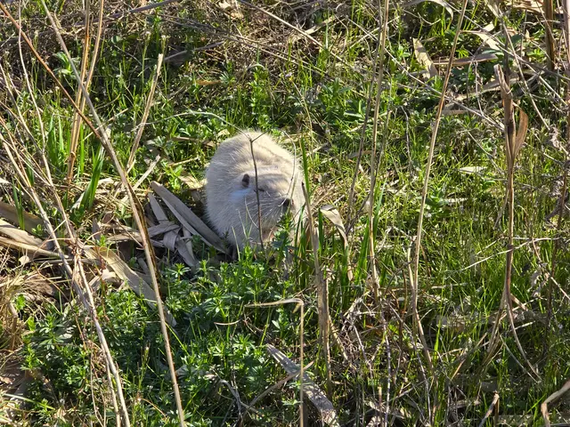 Nutria gibt es natürlich auch. | Foto: Heidrun Rosenberger