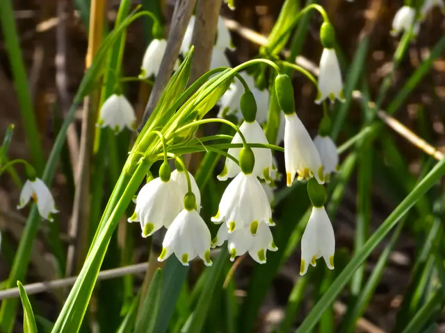 Eine grosse Anzahl Sommer-Knotenblumen stehen gerade in voller Blüte.... | Foto: Heidrun Rosenberger