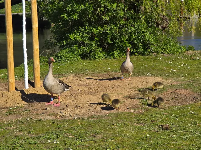 Die kleinen Gänschen sind sehr agil. | Foto: Heidrun Rosenberger