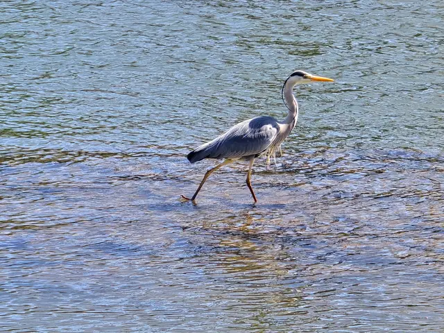 Wer Wasservögel gerne beobachtet und fotografiert, so wie hier die Graureiher, ist hier genau richtig.  | Foto: Heidrun Rosenberger
