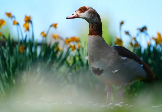 Nilgans | Foto: Moni Bordt