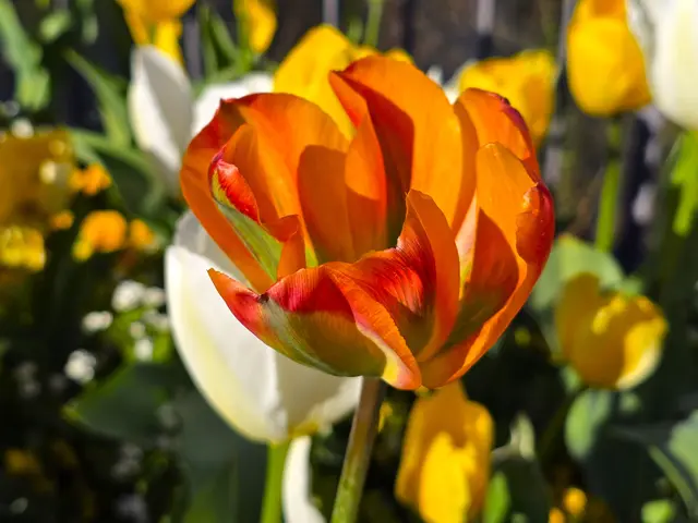 Diese auffällige Blume ist eine Tulpe der Sorte "Orange Marmalade". 
Ein leuchtendes Papaya-Orange, gemischt mit Rosatönen und warmem Gelb. | Foto: Heidrun Rosenberger