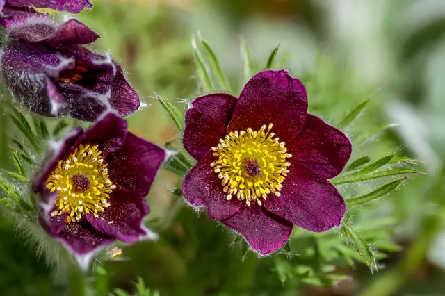 Foto: Das Foto ist Eigentum von Gerd Tiedtke