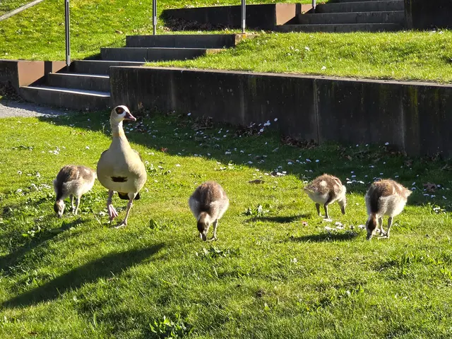 Die Nilgans-Küken sind fast schon halbwüchsig. | Foto: Heidrun Rosenberger