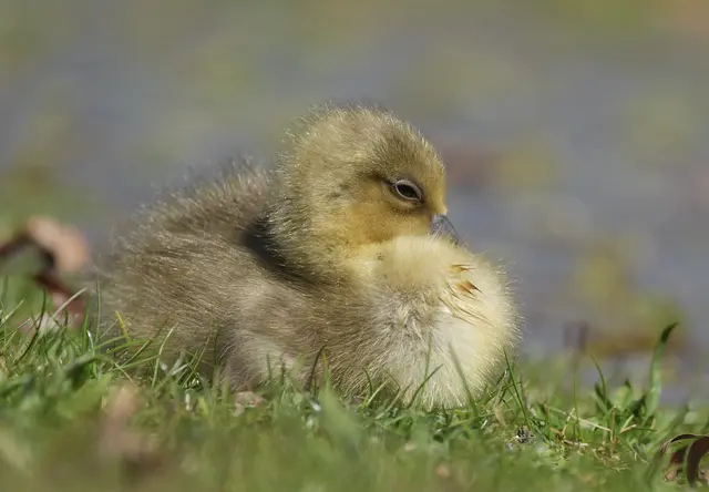 Foto: Moni Bordt