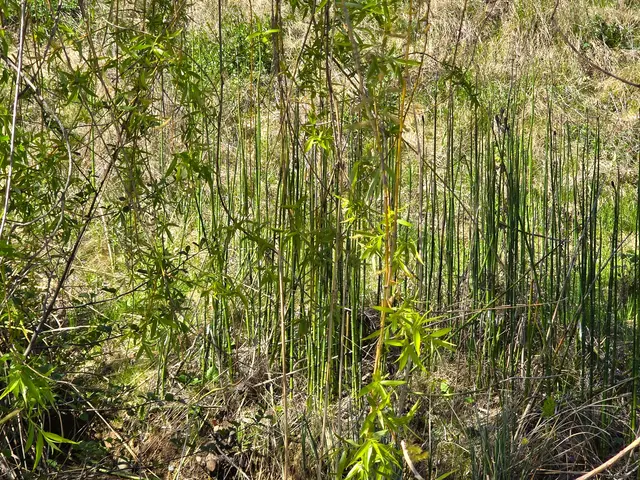 Hier und da ein kleiner "Urwald". | Foto: Heidrun Rosenberger