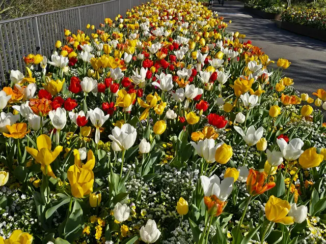 Ein Tulpenmeer zum Dahinschmelzen. | Foto: Heidrun Rosenberger