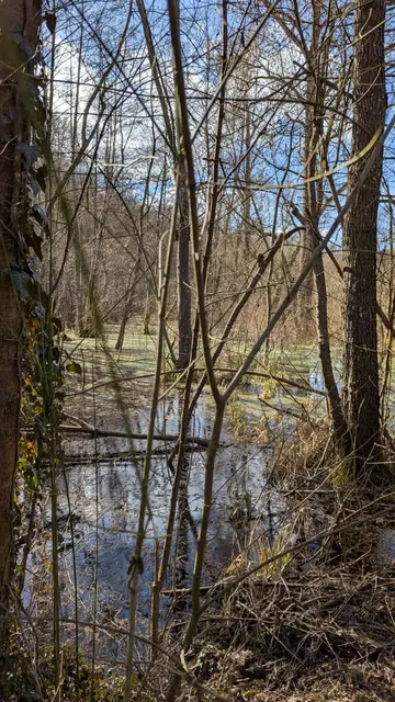 Feuchtgebiet  | Foto: M. Seebold