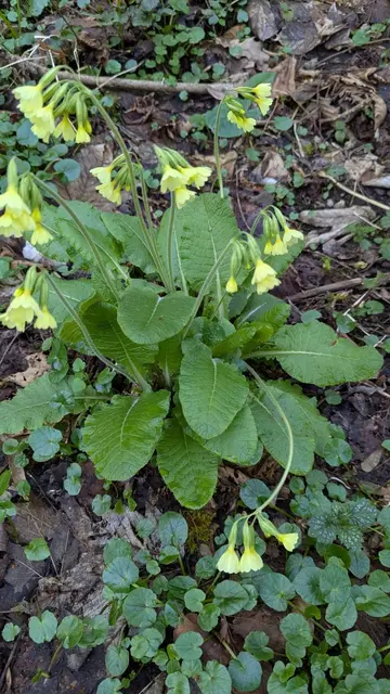 Schlüsselblumen am Wegesrand | Foto: M. Seebold