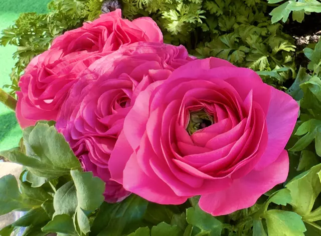 Foto: Heide Böllinger aus Bad Friedrichshall