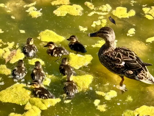Foto: Heide Böllinger aus Bad Friedrichshall